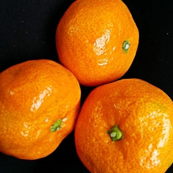 Mandarina/Tangerine